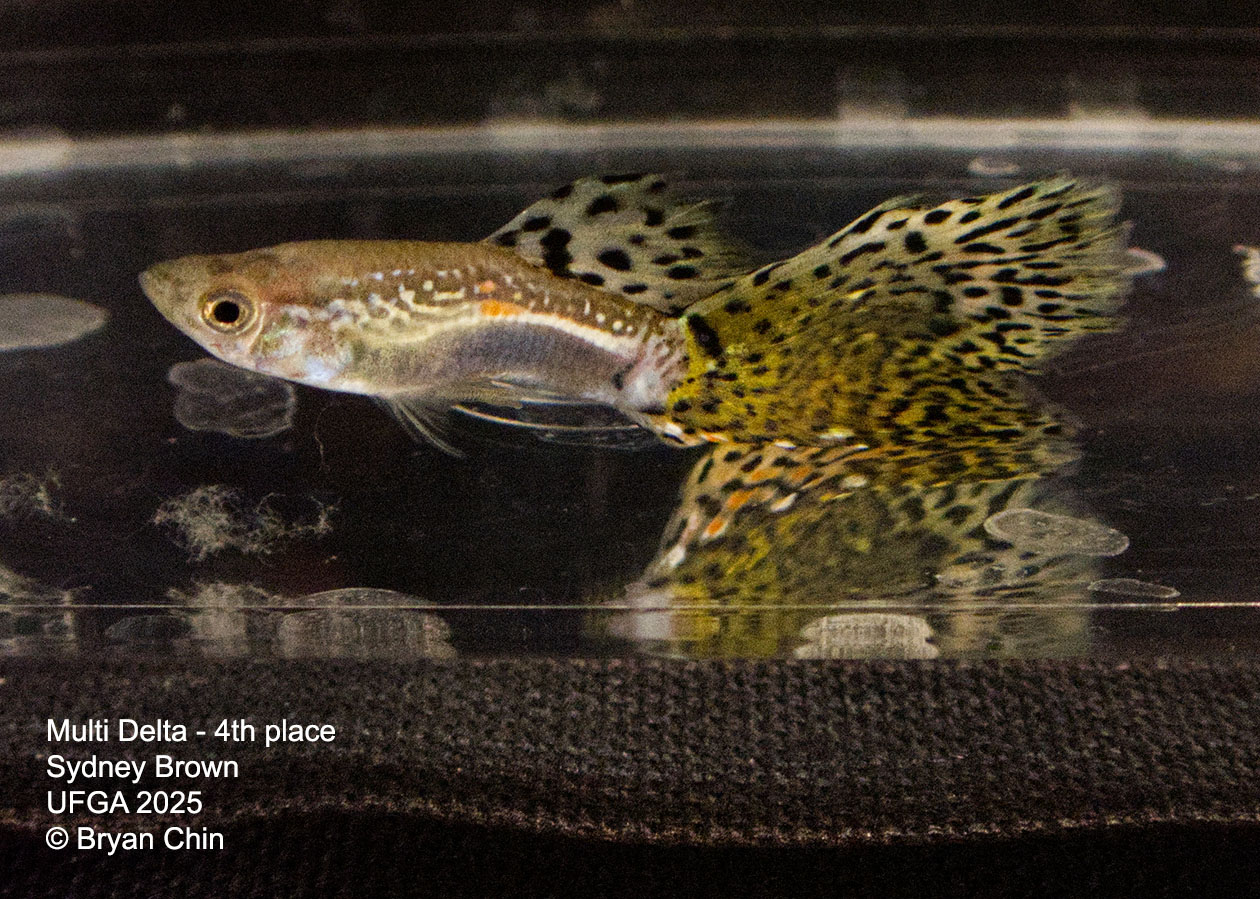 Guppy Muliti color